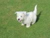 Cute West Highland Terrier Puppy ready