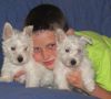 Quality Westie Puppies Now Ready for Sale