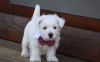 AKC Full West Highland White Terrier puppies. Text (xxx) xxx-xxx9