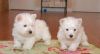 Cute West Highland White Terrier Puppies For Sale