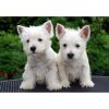 Gorgeous West Highland White Terrier Puppies M/F Affectionate