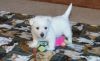 Adorable West Highland White Terrier puppies