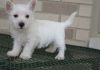 Gorgeous West Highland White Terrier Puppies