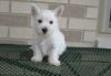 Cute West Highland White Terrier puppies. Text (xxx) xxx-xxx2