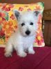 Gorgeous Male and Female Westie Puppies