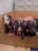 Excellent Blue And White Whippet Puppies