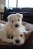 white schnauzer puppies for sale