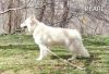 AKC White German Shepherd longcoat pups!