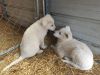 AKC registered white female German Shepherd puppies