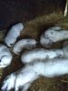 White German Shepherd puppies ready for homes May 1st