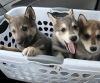 Adorable male and female Wolf Hybrids puppies available for new homes