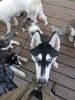 Wolf highbred puppies for adoption