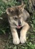Koda - male low content wolfdog puppy