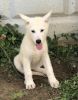 Snow - female low content wolfdog puppy