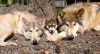 Wolfdog Puppies Southern Oregon