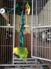 Beautiful Yellow headed Amazon parrot
