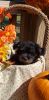 Male Yorkipoo puppy ,
