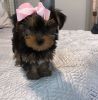 Yorkie Puppy for Sale