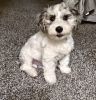 Yorkipoo puppy, (Reesie), for sale
