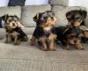 I have Yorkie puppies looking for a good home to adopt them can’t be a