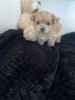 Yorkie poo puppy for sale