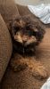 Yorkipoo puppy for sale