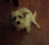 Male Yorkie poo For Sale Adorable 6 mo.old Male