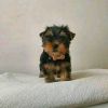 Yorkie puppy up for adoption