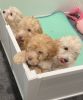 Adorable 9 week old Yorkiepoo puppies looking for a new home.