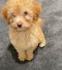 Adorable 9 week old male yorkiepoo puppy. Looking for new home. Great