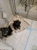 Yorkiepoo puppies mother and father are both Yorkie-poos