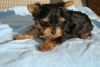 orable yorkies puppies for adoption