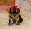 adorable yorkie puppies for adoption