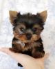 Male and female Yorkie puppies ready to go for Xmas adoption