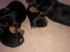 VERY CUTE AND LOVING Yorkie puppies AVAILABLE NOW