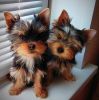 Gorgeous Tiny Teacup Yorkie Puppies For Sale