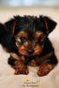 Gorgeous Yorkshire Terrier Puppies For Sale