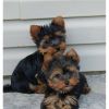 High Quality Male And Female Yorkie Puppies For Sale