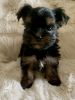 playful X Yorkshire Terrier puppies
