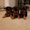 AKC registered Yorkie puppies available for petloving homes.