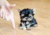 Home Trained Teacup Yorkie Puppies For Sale!!