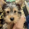 Affectionate male Yorkie