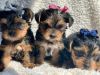 Purebred Yorkshire Terrier Puppies For Sale