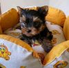 Beautiful Yorkie Puppies for sale