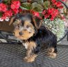 Yorkie puppies For Sale