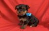 Teacup-Toy Yorkshire Terrier Puppies