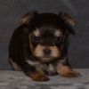 Yorkshire terrier female puppy. She is 3 months old