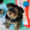 Yorkie puppy looking for new home
