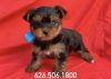 Teacup-Toy Yorkshire Terrier