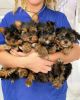Cute Yorkie puppies available For Re homing